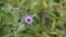 Closeup of beautiful flowers of Centratherum punctatum also known as lark daisy and Brazilian Button Flower