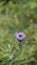 Closeup of beautiful flowers of Centratherum punctatum also known as lark daisy and Brazilian Button Flower