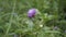 Closeup of beautiful flowers of Centratherum punctatum also known as lark daisy and Brazilian Button Flower