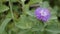 Closeup of beautiful flowers of Centratherum punctatum also known as lark daisy and Brazilian Button Flower