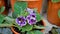 Closeup of beautiful flowers of Sinningia speciosa also known as Brazilian, Florist and Violet slipper gloxinia