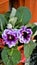Closeup of beautiful flowers of Sinningia speciosa also known as Brazilian, Florist and Violet slipper gloxinia