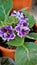 Closeup of beautiful flowers of Sinningia speciosa also known as Brazilian, Florist and Violet slipper gloxinia