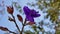 Closeup of Beautiful flowers of Tibouchina urvilleana also known as princess flower, purple glorytree