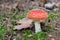 Closeup a beautiful fly agaric mushroom with white warty spots on red cap. Amanita muscaria