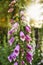 Closeup of beautiful Foxgloves growing in a forest with copy space and bokeh. Zoom in on pink flowers sprouting from