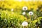 Closeup of beautiful garden flowers field a little flowers background