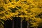 Closeup beautiful ginkgo tree in autumn season