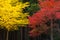 Closeup beautiful ginkgo tree and maple tree