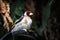 Closeup of a beautiful goldfinch bird on a metal surface in a park