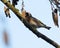 Closeup of a beautiful Goldfinch bird on a tree branch against a blue sky