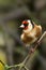 Closeup of a beautiful Goldfinch on a branch in a forest during sunrise