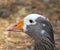 closeup of a beautiful Goose head with lovely eyes and nice beak Sydney NSW Australia