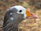 closeup of a beautiful Goose head with lovely eyes and nice beak Sydney NSW Australia