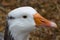 closeup of a beautiful Goose head with lovely eyes and nice beak Sydney NSW Australia