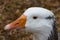 closeup of a beautiful Goose head with lovely eyes and nice beak Sydney NSW Australia