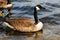 Closeup of a beautiful goose swimming in peaceful waters in the Six Lakes Plateau in Germany