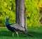 Closeup of a beautiful graceful peacock in the meadow