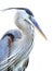 Closeup of a Beautiful Great Blue Heron with a White Background