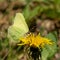 Closeup of a beautiful green butterfly standing on a yellow dandelion on a blurry background