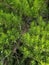 Closeup of Beautiful green christmas leaves of juniper trees on green background