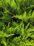 Closeup of Beautiful green christmas leaves of juniper trees on green background