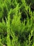 Closeup of Beautiful green christmas leaves of juniper trees on green background