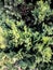 Closeup of Beautiful green christmas leaves of juniper trees on green background