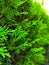 Closeup of Beautiful green christmas leaves of Thuja trees on green background