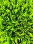 Closeup of Beautiful green christmas leaves of Thuja trees on green background