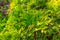 Closeup of Beautiful green christmas leaves of Thuja trees on green background