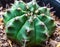 Closeup of beautiful green Gymnocalycium mihanovichii cactus