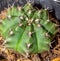 Closeup of beautiful green Gymnocalycium mihanovichii cactus