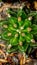 Closeup of beautiful green Gymnocalycium mihanovichii cactus