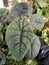 Closeup of the beautiful green leaves of Alocasia Melo