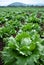 Closeup of a beautiful green lettuce in a field of cultivated lettuces