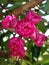 Closeup, Beautiful Guava flower Syzygium malaccense Blossom with red, pink and yellow color perched on a tree tank in the garden a