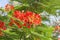 Closeup of beautiful Gulmohar flowers