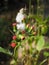 Closeup of a beautiful Gynura crepidioides plant growing in a garden