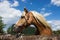 Closeup of a beautiful Haflinger mare portrait, outdoors during daylight