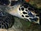 Closeup with the beautiful Hawksbill sea turtle during a leisure dive in Tunku Abdul Rahman Park, Kota Kinabalu. Sabah, Malaysia.