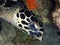 Closeup with the beautiful Hawksbill sea turtle during a leisure dive in Tunku Abdul Rahman Park, Kota Kinabalu. Sabah, Malaysia.