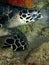 Closeup with the beautiful Hawksbill sea turtle during a leisure dive in Tunku Abdul Rahman Park, Kota Kinabalu. Sabah, Malaysia.