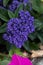 Closeup of beautiful Heliotropium arborescens growing in a garden