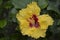 Closeup of a beautiful hibiscus plant with its characteristic flowers. Note the incredible yellow color of the petals
