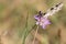 Closeup of a beautiful Iberian marbled white (Melanargia lachesis) butterfly on a purple flower