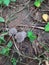 Closeup of beautiful Indian Pleated Inkcap mushroom, parasola plicatilis grow in moist forests