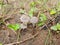 Closeup of beautiful Indian Pleated Inkcap mushroom, parasola plicatilis grow in moist forests