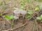 Closeup of beautiful Indian Pleated Inkcap mushroom, parasola plicatilis grow in moist forests