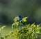 Closeup of a beautiful Indigo bunting bird on an evergreen tree branch